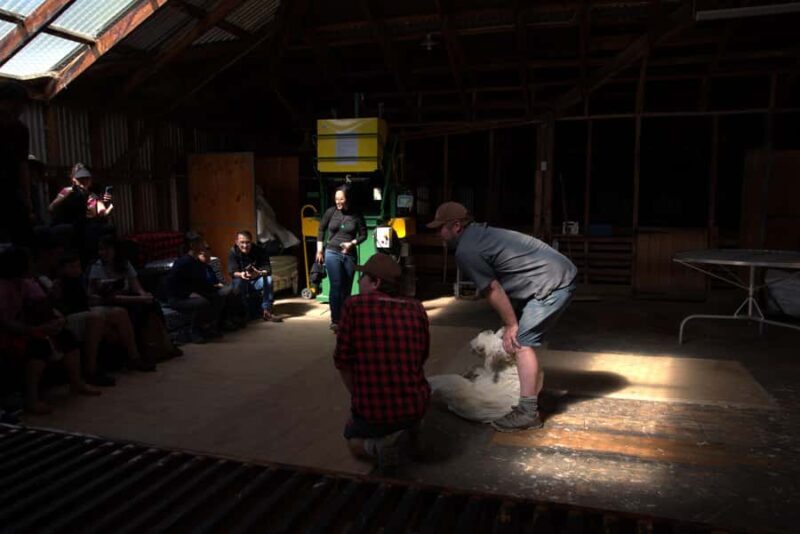 Tekapo: Merino Sheep Shearing and Sheepdog Demonstration - Final Thoughts