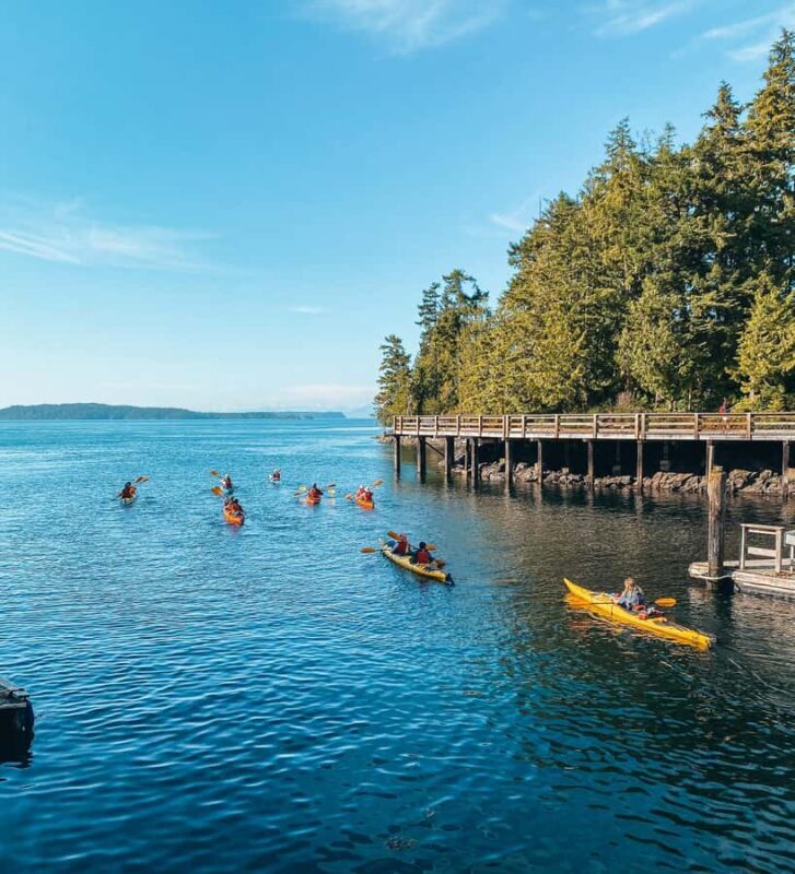 Telegraph Cove: 2-Hour Day or Evening Kayaking Tour - What to Expect from Your Telegraph Cove Kayaking Adventure