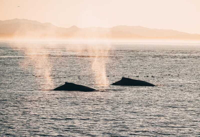 Telegraph Cove: 2-Hour Day or Evening Kayaking Tour - A Few Considerations