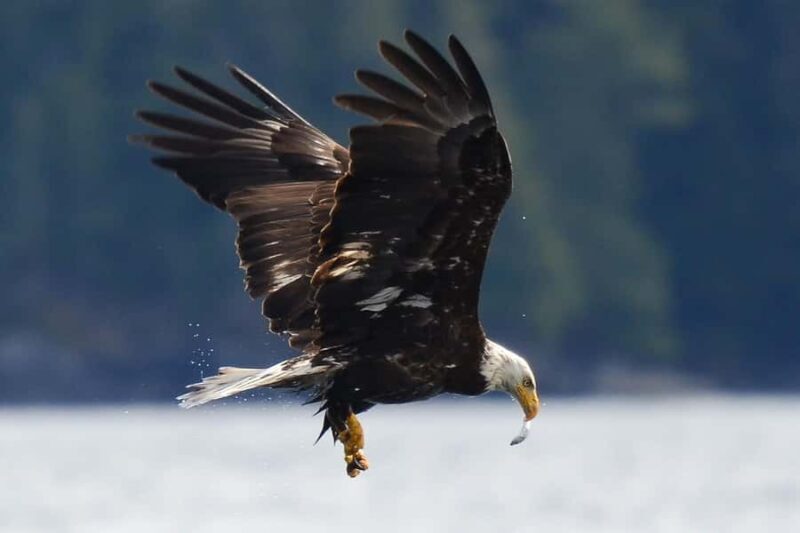 Telegraph Cove: 2-Hour Day or Evening Kayaking Tour - Who Should Consider This Tour?