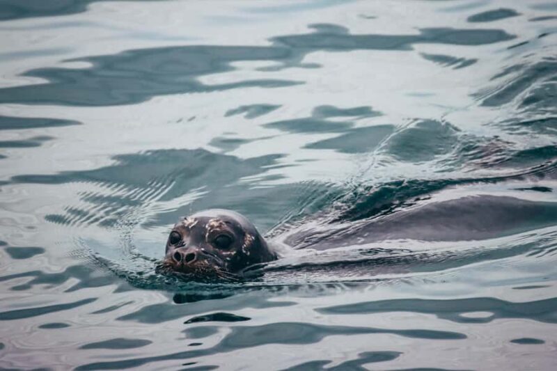 Telegraph Cove: 2-Hour Day or Evening Kayaking Tour - Final Thoughts