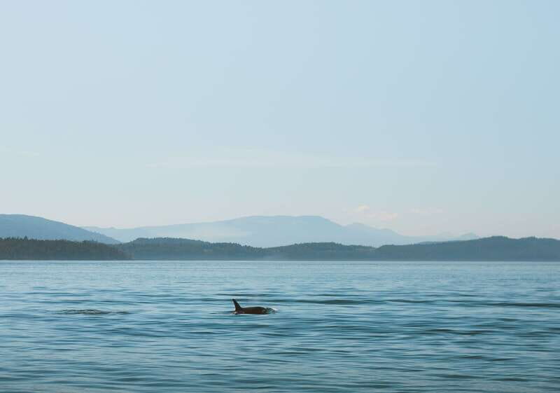 Telegraph Cove: 3-Hour Whale Watching Tour in a Zodiac Boat - The Boat & Safety Features