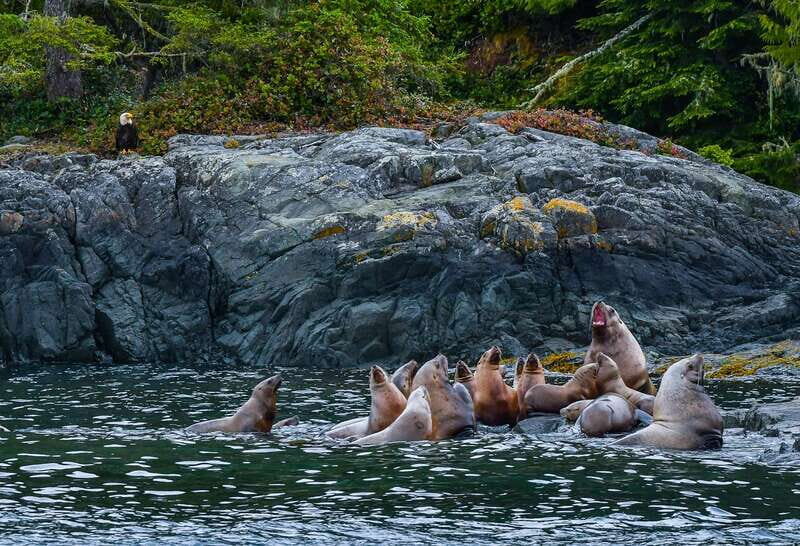 Telegraph Cove: 3-Hour Whale Watching Tour in a Zodiac Boat - FAQ