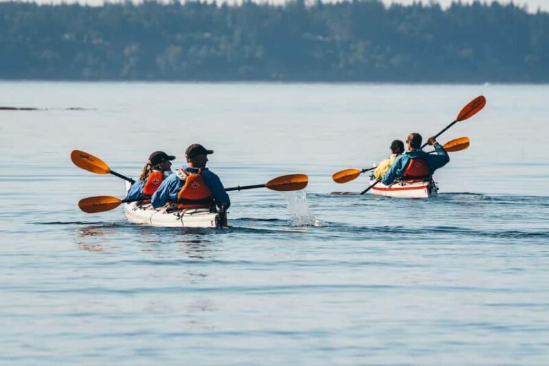 Telegraph Cove: Full-Day Trip Kayaking Tour - An In-Depth Look at the Full-Day Kayaking Tour