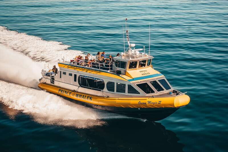 Telegraph Cove: Whale Watching Adventure with Free Photos - The Itinerary and What to Expect