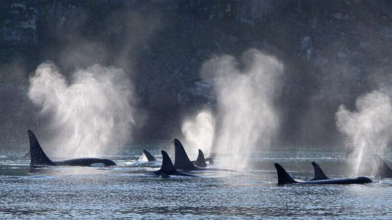 Telegraph Cove: Whale Watching Adventure with Free Photos - Who Will Love This Tour?