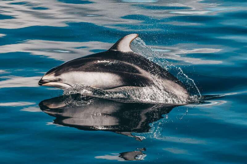 Telegraph Cove: Whale Watching Adventure with Free Photos - The Sum Up