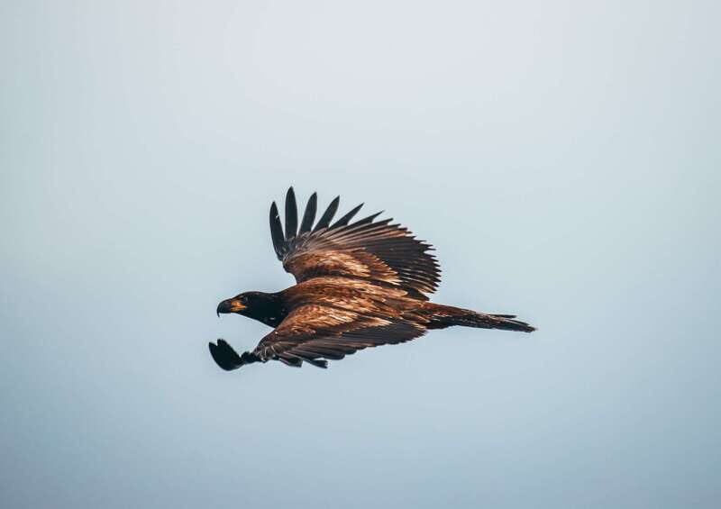 Telegraph Cove: Whale Watching Adventure with Free Photos - FAQ