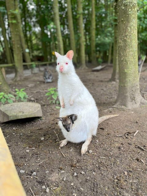 TELFORD: Hoo Zoo and Dinosaur World Entry Ticket - Key Points