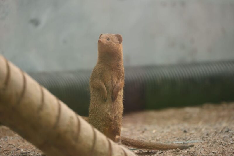 TELFORD: Hoo Zoo and Dinosaur World Entry Ticket - The Dinosaur World Experience