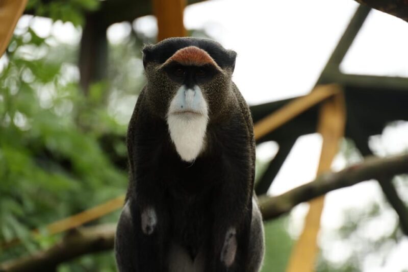 TELFORD: Hoo Zoo and Dinosaur World Entry Ticket - Activities & Guest Experience