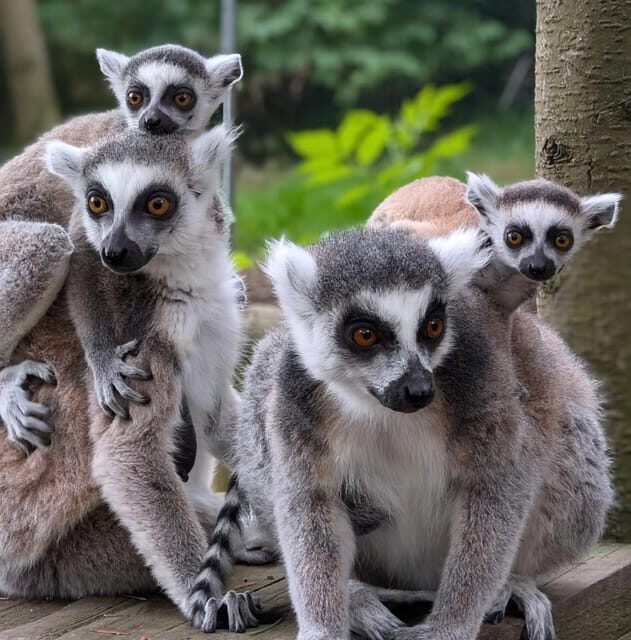 TELFORD: Hoo Zoo and Dinosaur World Entry Ticket - Is It Worth the Cost?