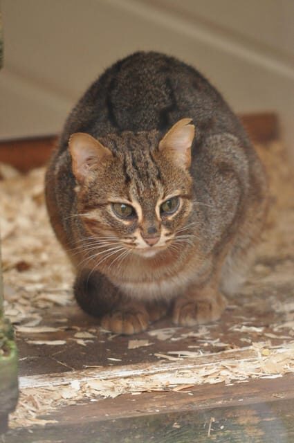 TELFORD: Hoo Zoo and Dinosaur World Entry Ticket - Who Will Appreciate This Experience?