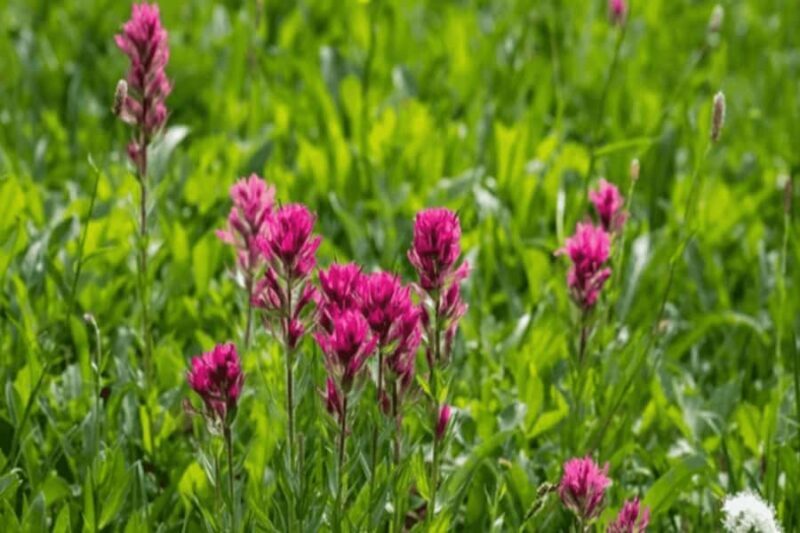 Telluride Half Day Jeep Tours - Key Points