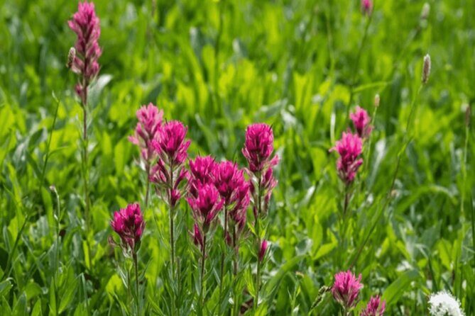 Telluride Half Day Jeep Tours - FAQs