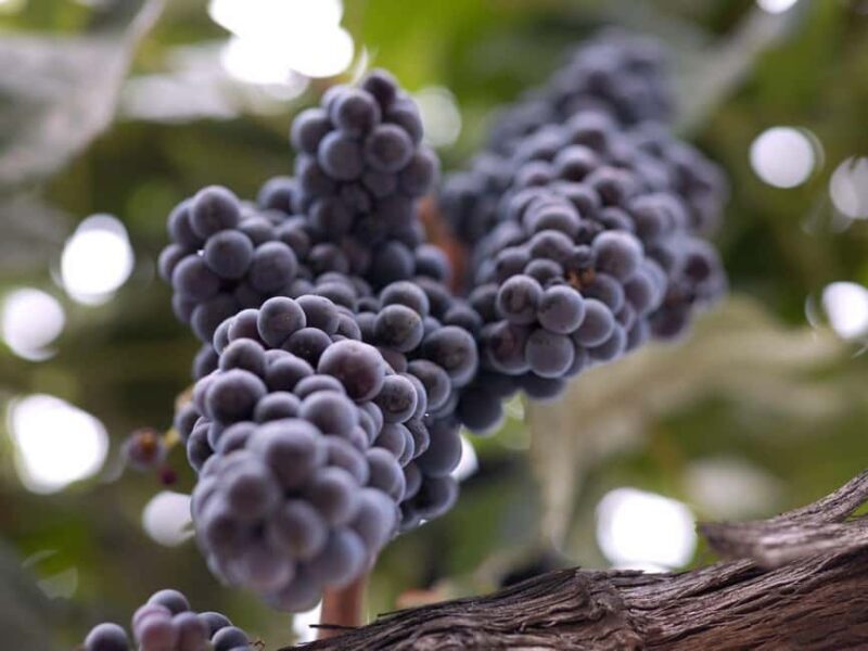 Temecula: 3-Winery Tour with Tastings and Lunch - Key Points