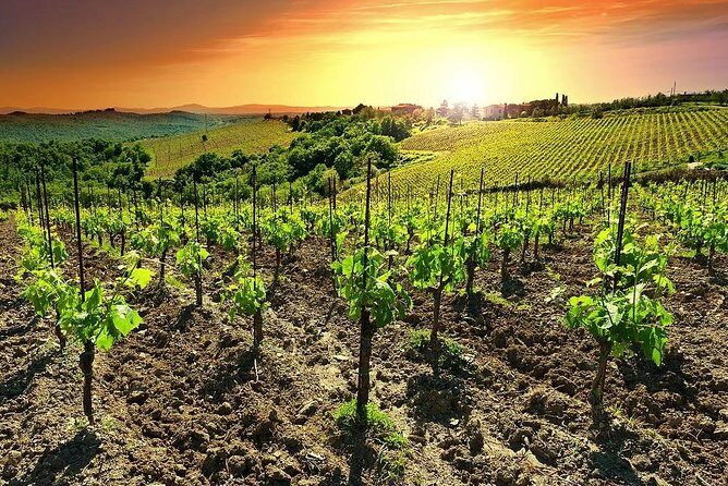 Temecula Wine Country Tour from San Diego - Authentic Experiences and Traveler Insights