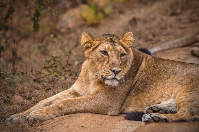 Temple & Lion Safari Tour from Rajkot in Gujarat - A Detailed Look at the Temple & Lion Safari Tour