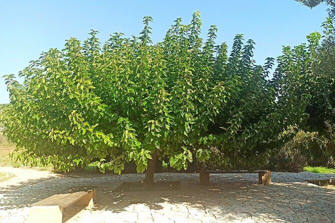 Temple of Artemis, Temple of Poseidon and Athens Riviera -Private - Who is this tour best suited for?