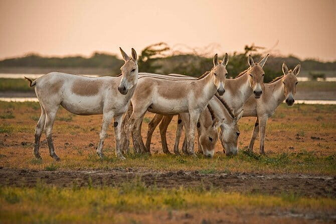 Temples & Wildlife Tour of Gujarat - Key Points