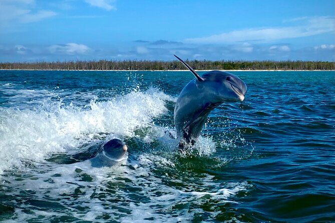 Ten Thousand Islands Eco/Dolphin Tour - An In-Depth Look at the Tour Itinerary