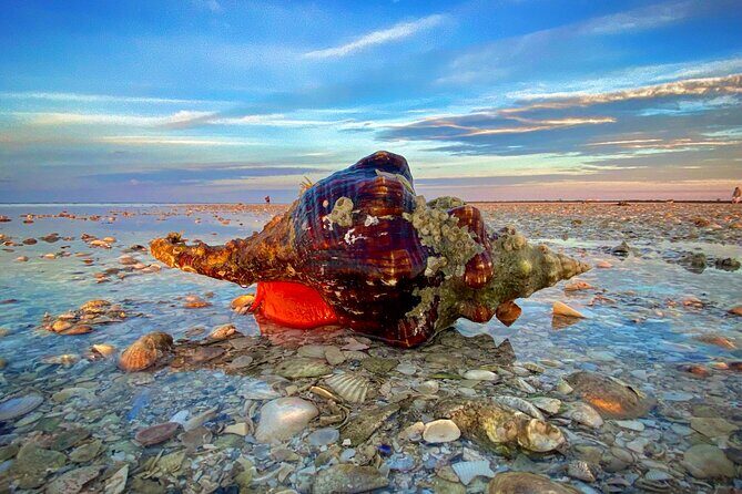 Ten Thousand Islands Eco/Dolphin Tour - Final Thoughts: Who Will Love This Tour?