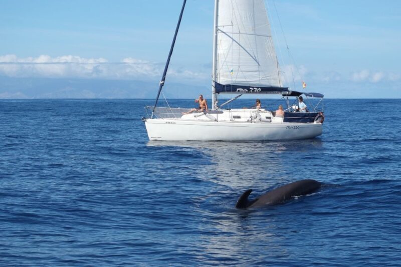 Tenerife: 3 &-6 Hour Private Whale & Dolphin Watching - An In-Depth Look at the Tenerife Private Whale & Dolphin Tour