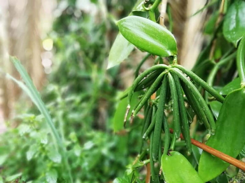 Tenerife: A tour in a food forest and a vanilla cultivation - Exploring Finca La Canopea: The Food Forest Concept