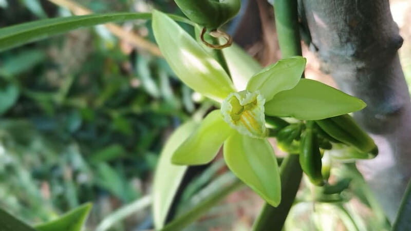 Tenerife: A tour in a food forest and a vanilla cultivation - The Vanilla Cultivation: A Canary Islands First