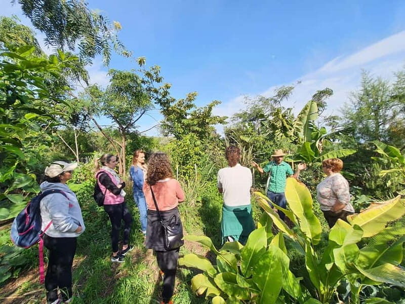 Tenerife: A tour in a food forest and a vanilla cultivation - Practical Details and Tips