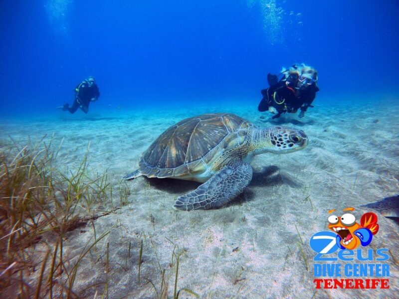 Tenerife: Abades Beach Beginner Diving Experience - What Makes This Experience Stand Out?