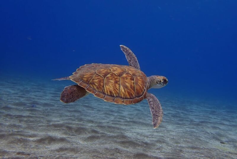 Tenerife: Abades Beach Beginner Diving Experience - What’s Included & What’s Not