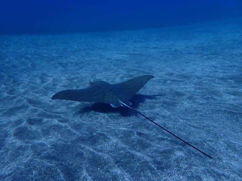 Tenerife: Abades Beach Beginner Diving Experience - Practical Tips for Participants