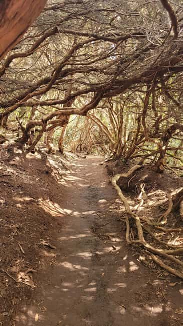 Tenerife Anaga Mountains: Circular hike in the laurel forest small group max. 10 - Key Points