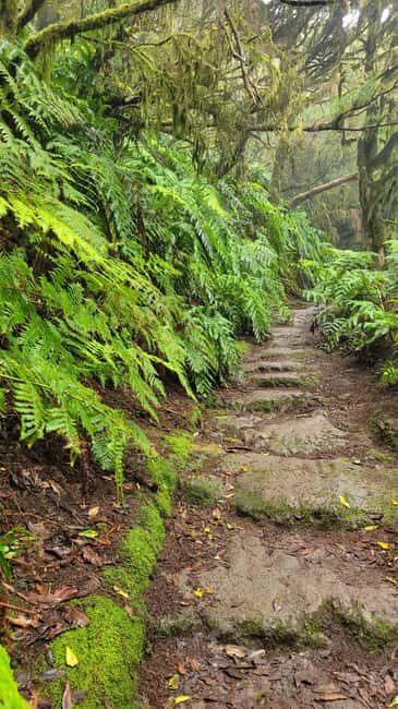 Tenerife Anaga Mountains: Circular hike in the laurel forest small group max. 10 - A Detailed Look at the Experience