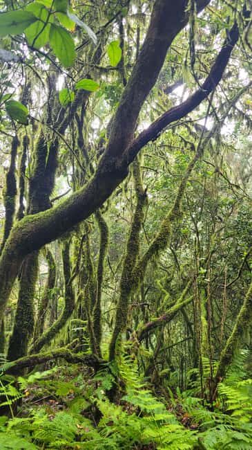 Tenerife Anaga Mountains: Circular hike in the laurel forest small group max. 10 - The Sum Up