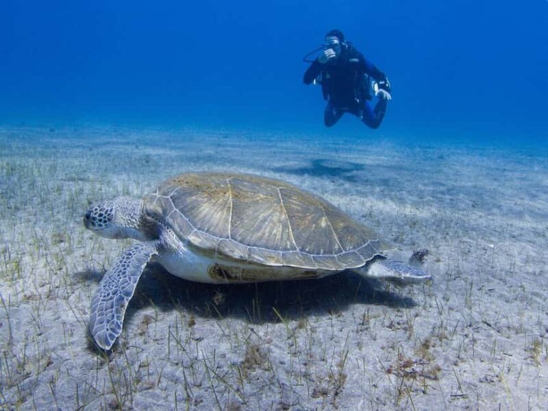 Tenerife: Beginner Scuba Dive Experience with Small Groups - Who Will Love This Tour?