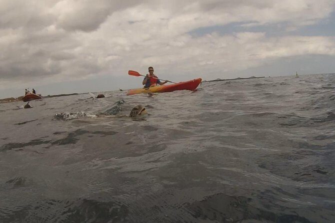 Tenerife by Kayak Adventure in small group - A Closer Look at the Experience