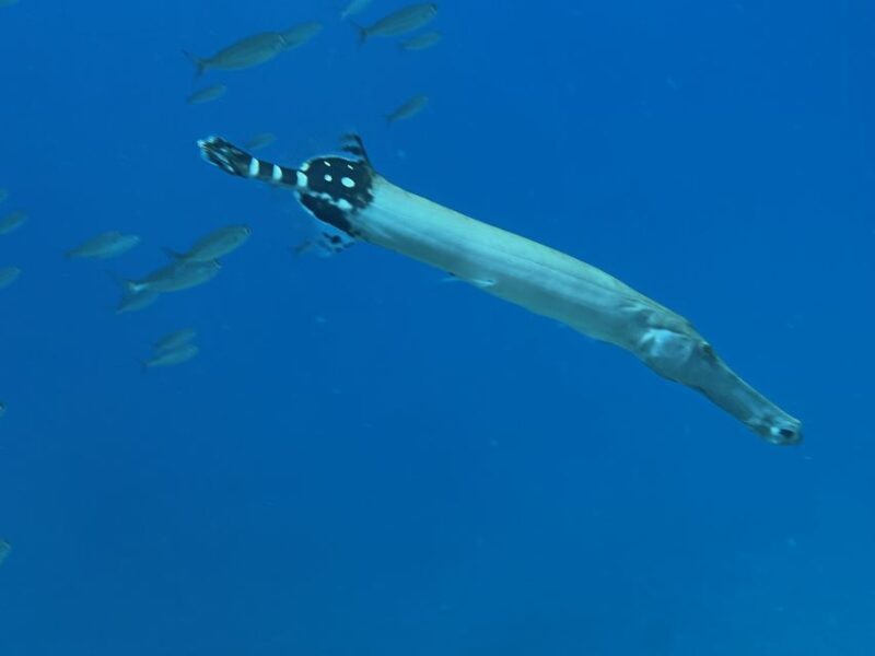 Tenerife : Diving License in one day - A Closer Look at the Tenerife Diving Experience