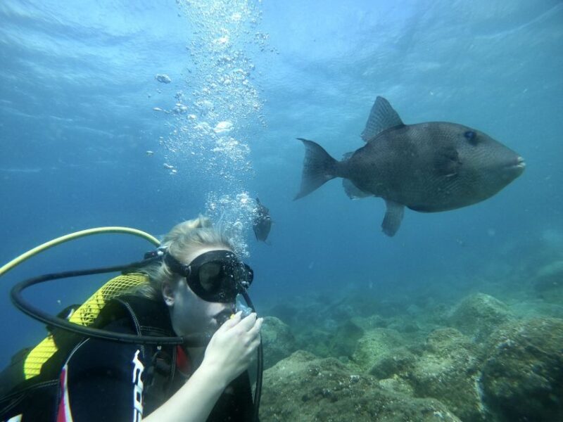 Tenerife : Diving License in one day - Who Should Consider This Experience?