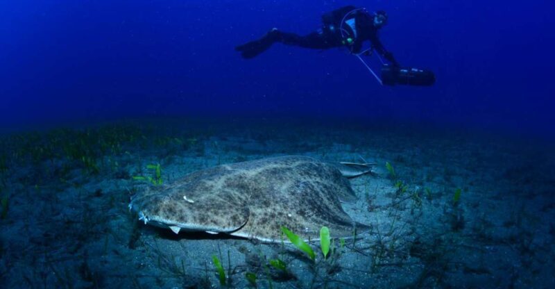 Tenerife: Diving w/ Underwater Scooter (DPV) - Who Should Consider This Tour?
