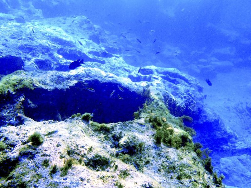 Tenerife Exclusive Snorkeling Trip with Marine Biologist - An In-Depth Look at the Tenerife Snorkeling Adventure