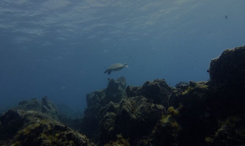 Tenerife Exclusive Snorkeling Trip with Marine Biologist - FAQs