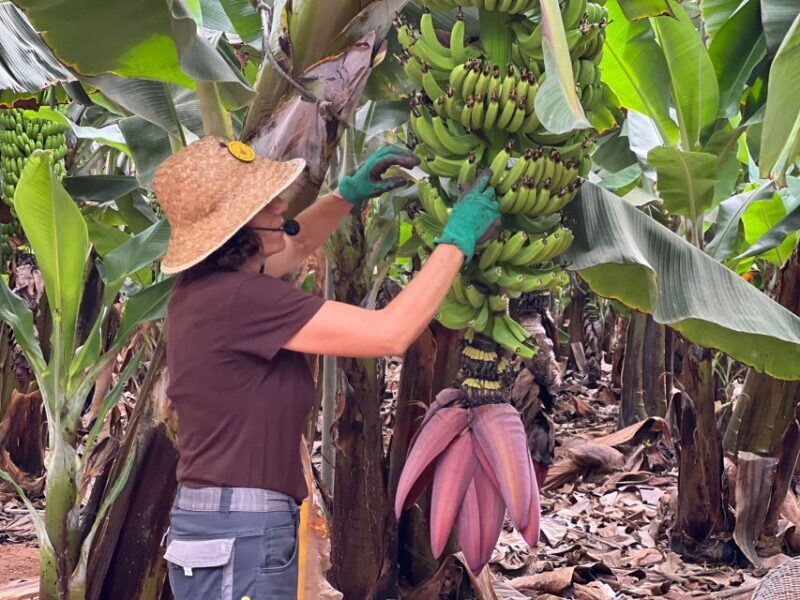 Tenerife: Finca Las Margaritas Banana Plantation Experience - What to Expect from the Banana Plantation Tour