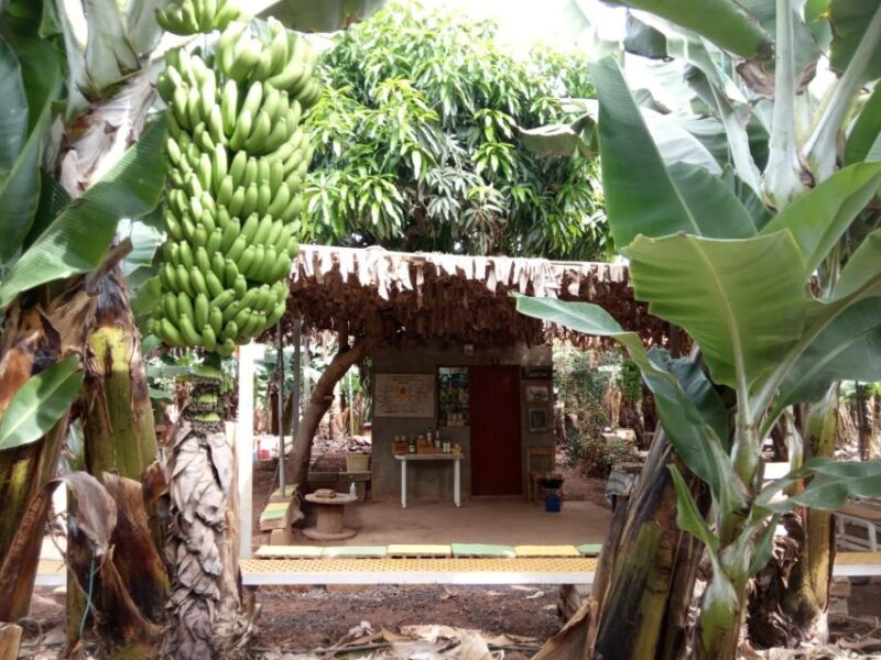 Tenerife: Finca Las Margaritas Banana Plantation Experience - Why This Tour is Worth the Money