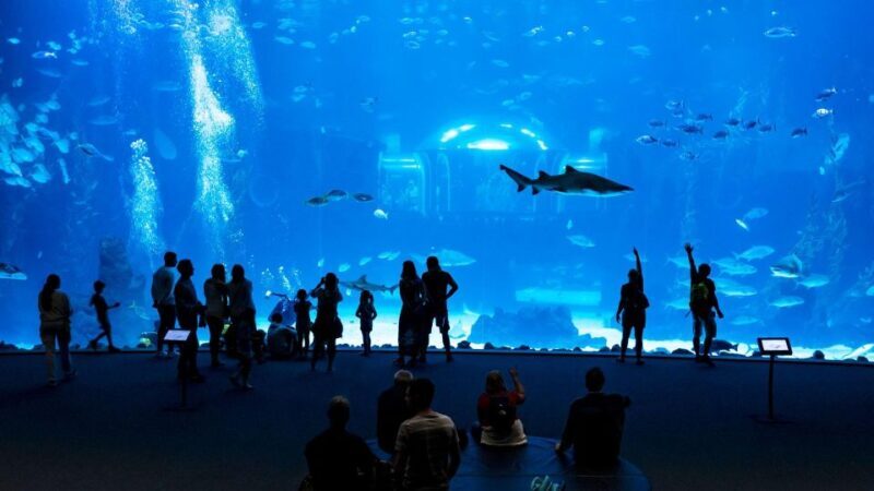 Tenerife: Gran Canaria Full-Day Guided Tour with Aquarium - Practical Tips for Visitors