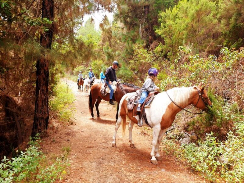 Tenerife: Guided Horseback Riding Tour to the Lomo Forest - What’s Included and What’s Not