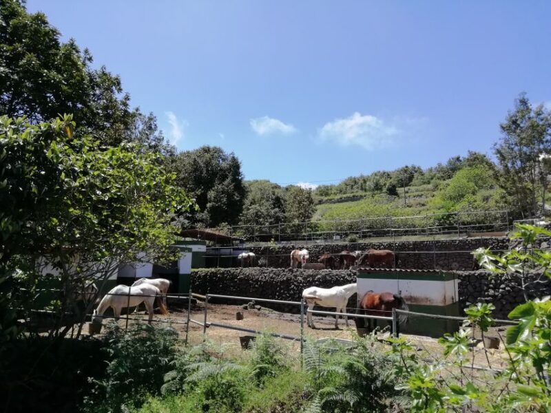 Tenerife: Guided Horseback Riding Tour to the Lomo Forest - Authentic Experiences and Guest Feedback