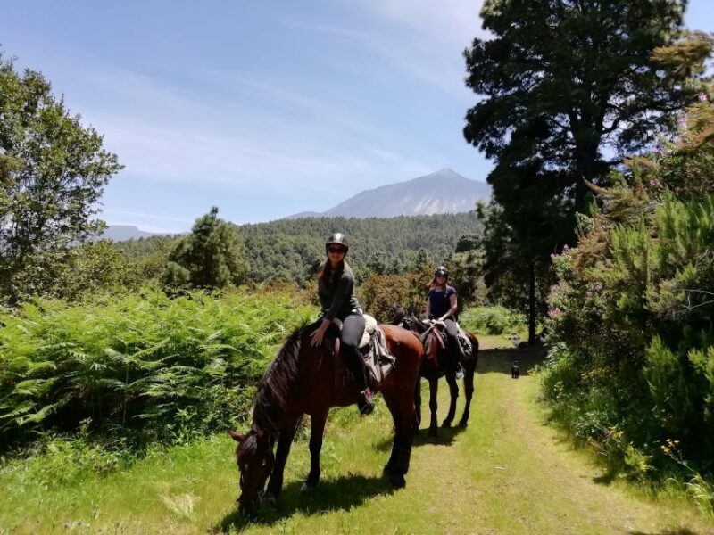 Tenerife: Guided Horseback Riding Tour to the Lomo Forest - Final Thoughts: Is It Worth It?