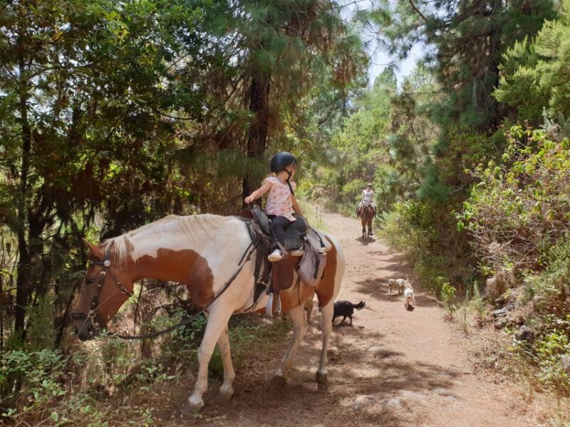 Tenerife: Guided Horseback Riding Tour to the Lomo Forest - Who Is This Tour Best For?